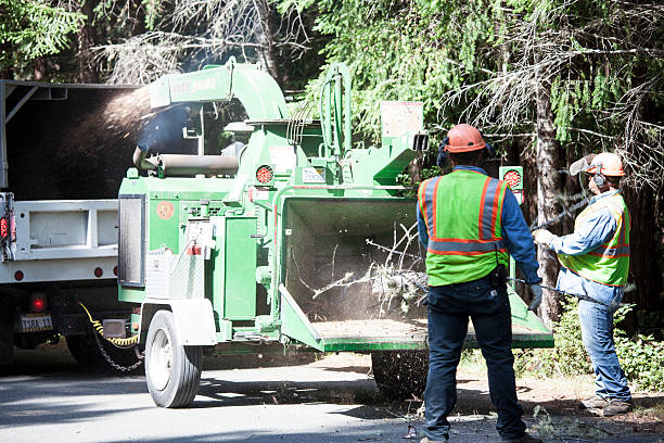 Best Tree Trimming and Pruning  in Owosso, MI